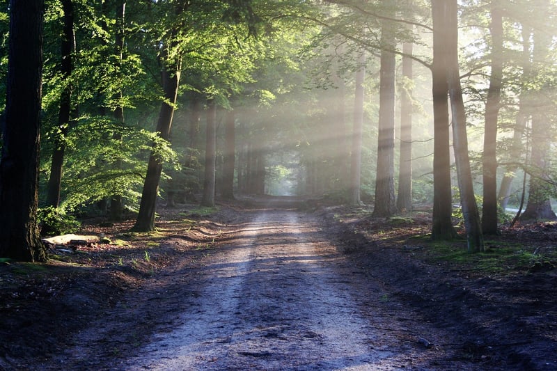 Time-Travel Trails
